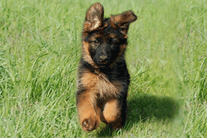schaeferhund-welpen