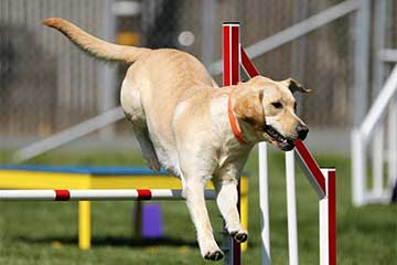 Agility-Hunde-Training