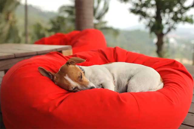 Hundebett-Hundesofa-schlafen