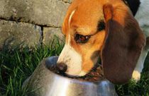 Hundefutter-Welpen