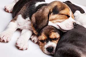 beagle-welpen-schlafen
