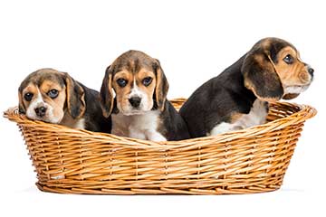 beagle-drei-welpen