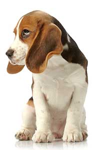 beagle welpe