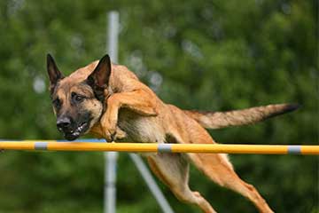 belgischer schaeferhund malinois hundesport 2