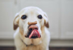 das richtige Leckerli für Ihren Hund