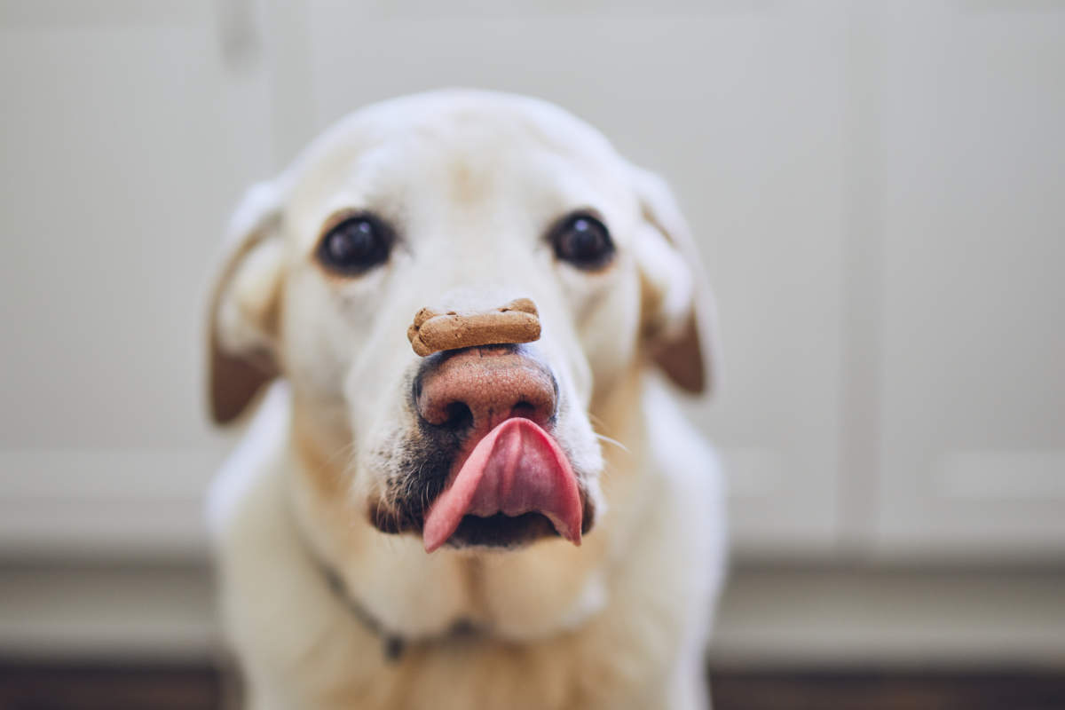 So wählen Sie das richtige Leckerli für Ihren Hund Hundestar Dein Hundemagazin