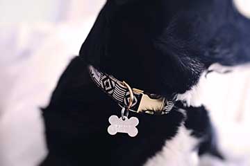 Hundehalsband-Hunde
