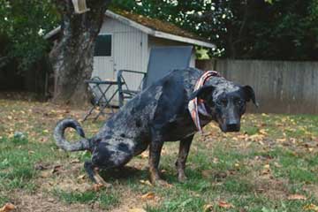 Hundekot hundekot