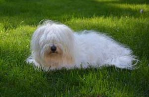 Hunderasse Coton de Tulear Allergiker