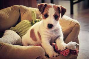 jack-russell-terrier-welpe