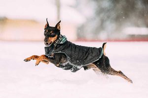 Miniature Pinscher