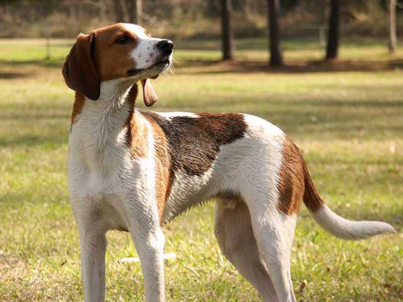 treeing-walker-coonhound-hund