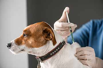 Hunde impfung tierarzt