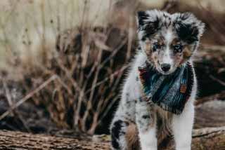 australian-shepherd-welpen3