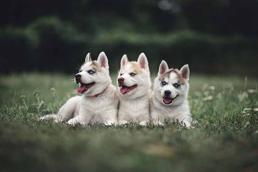 Wie groß werden Huskies und HuskyMischlinge? Die Hundeseite Wie groß werden Huskies und HuskyMischlinge? Die Hundeseite