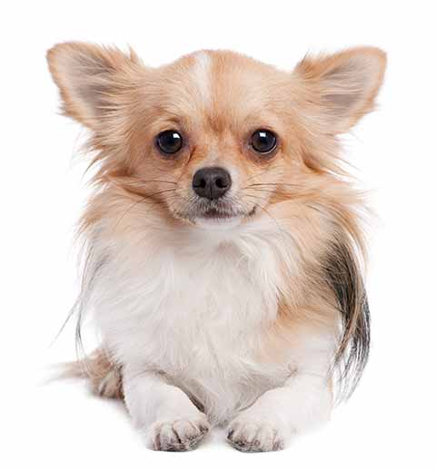 Chihuahua langhaar1