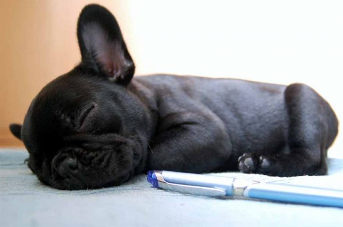 franzoesische-bulldogge-schwarz-welpe-2