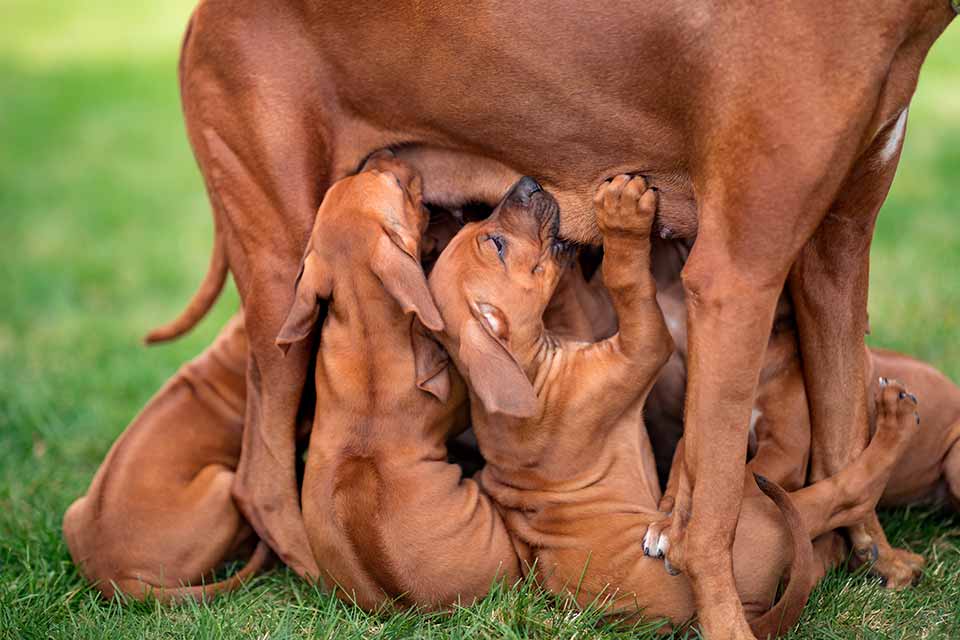 hund-wurf-schwanger