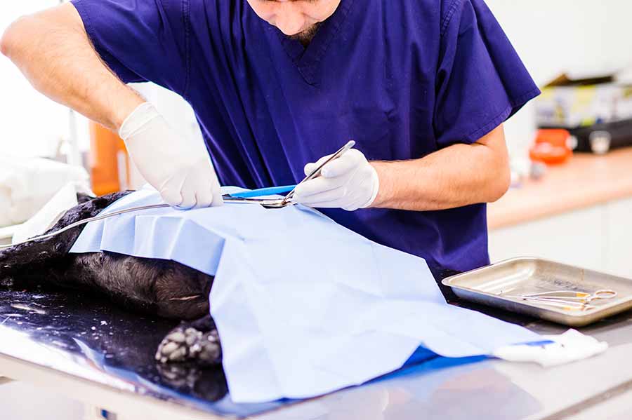 hunde-tierarzt-op-versicherung