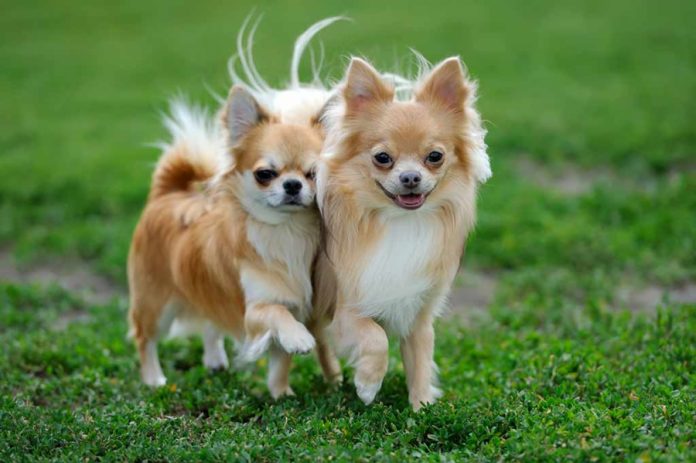 langhaar-chihuahua