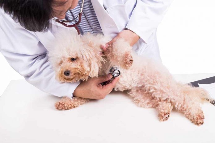 allergie-hunde-tierarzt allergie-hunde-tierarzt
