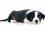 Border Collie Welpe beim ausruhen