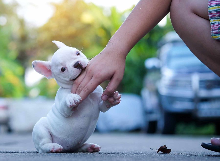 franzoesische-bulldogge-beissen