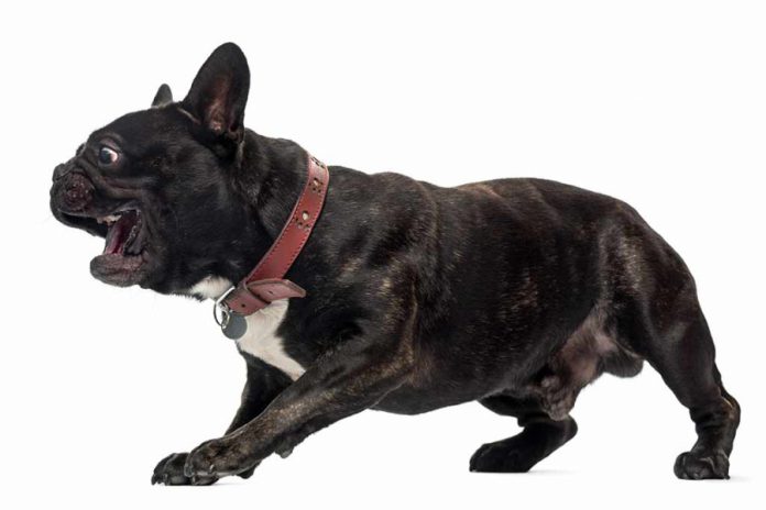 franzoesische-bulldogge-negative-eigenschaften