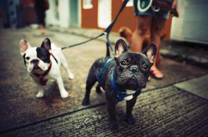 franzoesische bulldogge zuechter