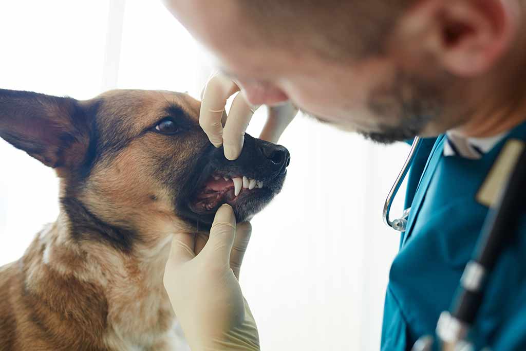 hund zaehne klappern tierarzt