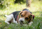 Pocket Beagle im Gras