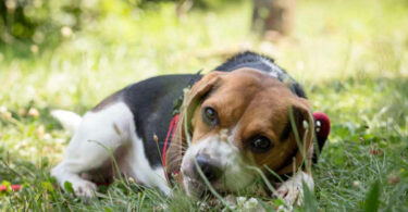 Pocket Beagle im Gras