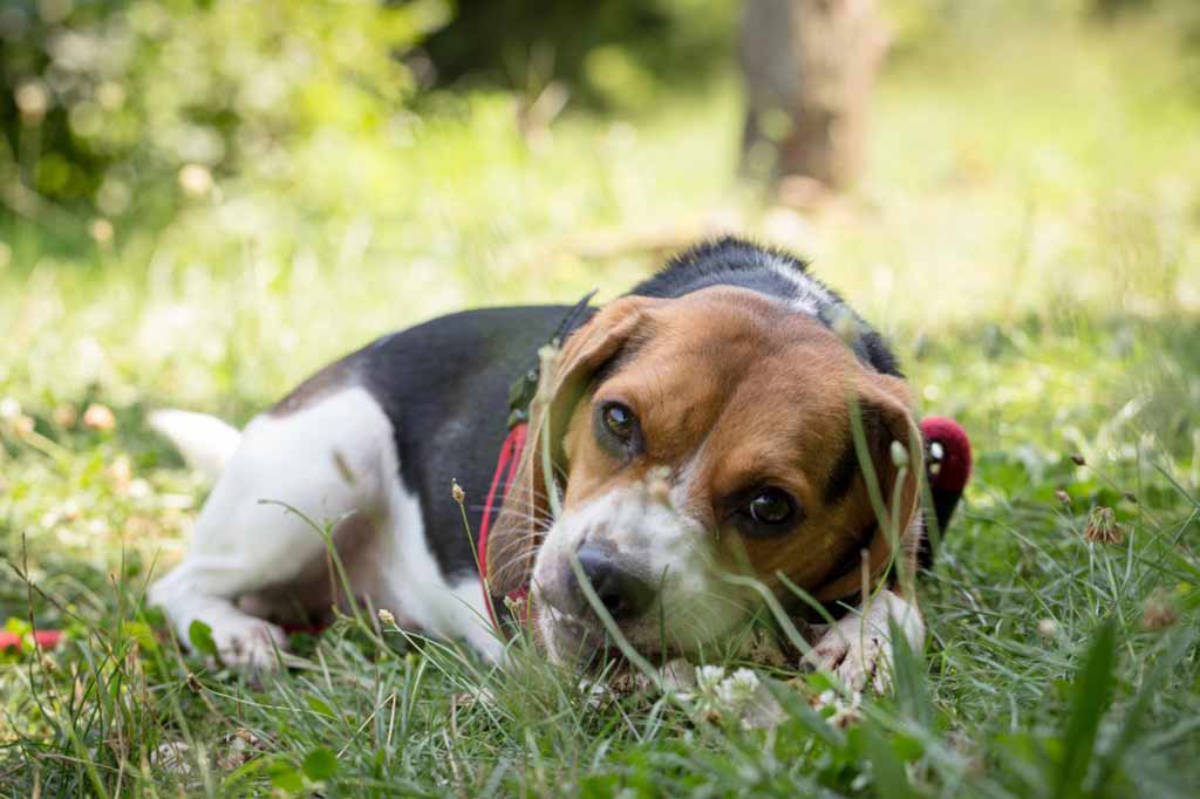 Pocket Beagle Hundestar Dein Hundemagazin
