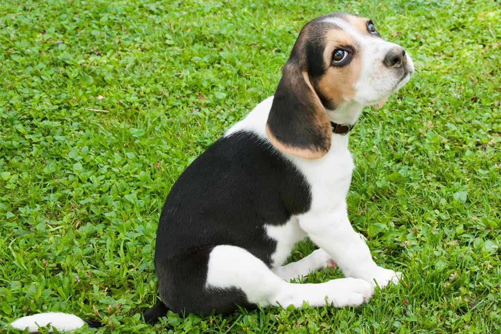 pocket beagle welpe 1