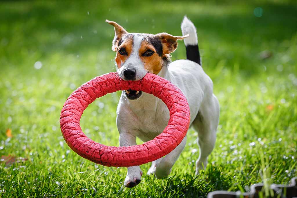 jack-russell-terrier-ring