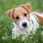 jack-russell-terrier-welpe-kaufen