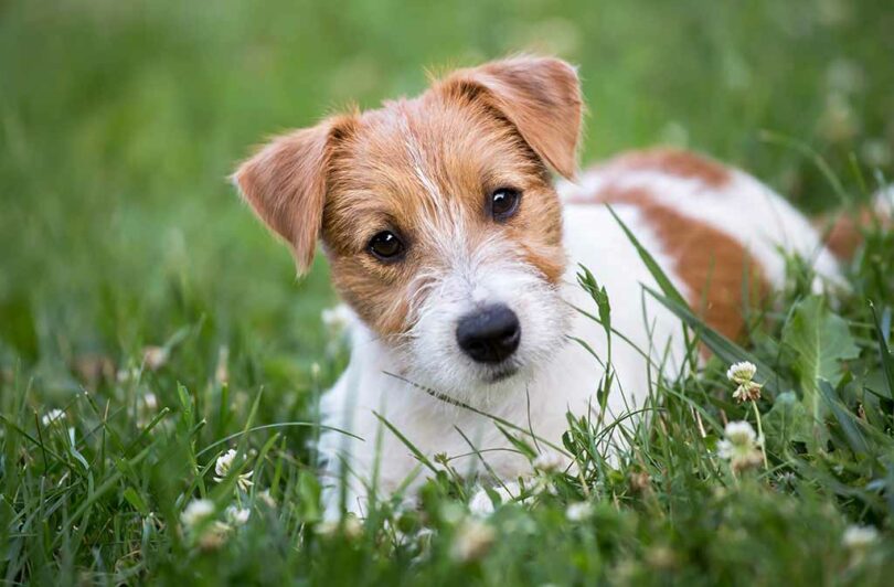 Ein niedlicher kleiner Hund mit weiß-braunem Fell liegt entspannt im grünen Gras.