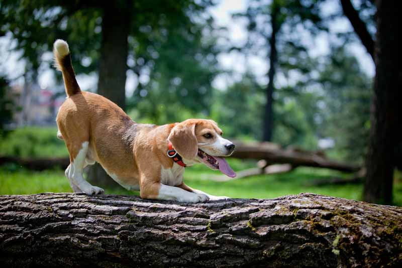 beagle-hund