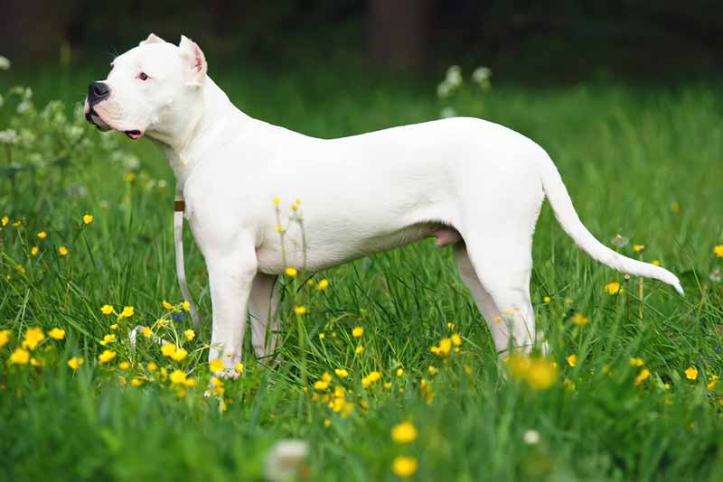 dogo-argentino-hund