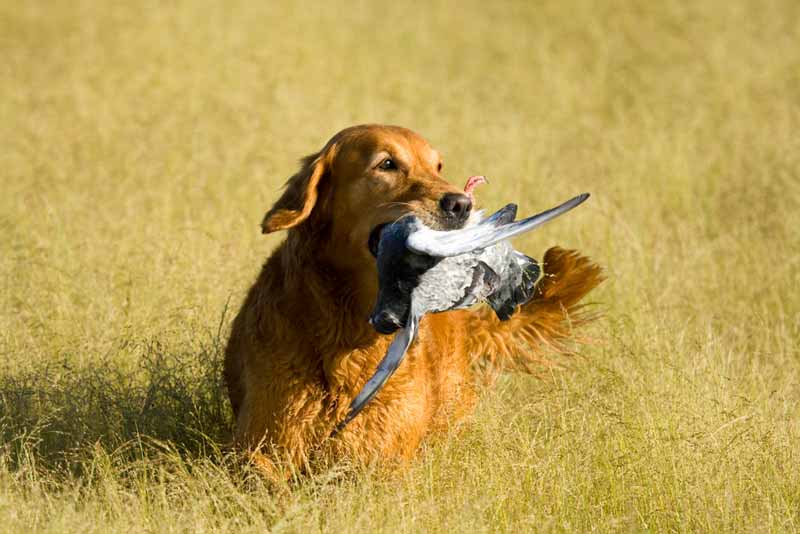 Golden Retriever Hunting