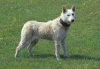 Der Kishu, auch als Kishu Ken bekannt, ist eine japanische Hunderasse