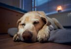schlafender Hund