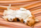 Hund schläft auf dem Rücken