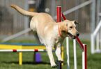 Ein Labrador Retriever springt über eine Hürde bei einem Agility-Training.