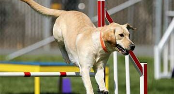 Ein Labrador Retriever springt über eine Hürde bei einem Agility-Training.