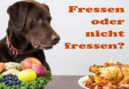 Ein Hund schaut auf zwei Teller mit Obst und Fast Food, neben dem Text 'Fressen oder nicht fressen?'