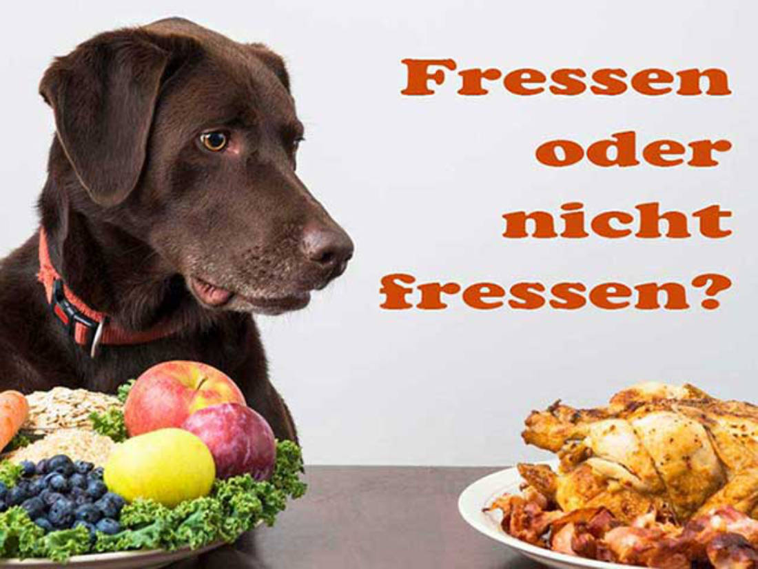 25 Lebensmittel die Hunde essen können oder nicht dürfen! Hundestar Dein Hundemagazin