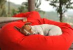 Ein Hund schläft entspannt auf einem roten Sitzsack mit grüner Landschaft im Hintergrund.