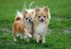 Der Charme der Chihuahua-Hunderasse liegt in ihrer geringen Größ