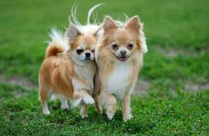 Der Charme der Chihuahua-Hunderasse liegt in ihrer geringen Größ